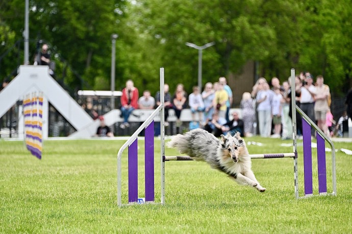 Москвичи высоко оценили проект для владельцев собак «Друг, спасатель, защитник»