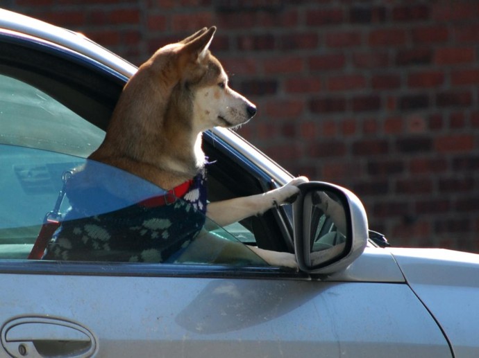 Запах паники: как собаки читают наши эмоции Запах паники: как собаки читают наши эмоции