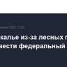 В Забайкалье из-за лесных пожаров могут ввести федеральный режим ЧС