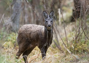 «Клыкастых оленей» разрешили добывать охотникам в Приамурье «Клыкастых оленей» разрешили добывать охотникам в Приамурье