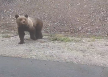 Михалыч, ты что творишь: мэр Циолковского встретил медведя Михалыч, ты что творишь: мэр Циолковского встретил медведя