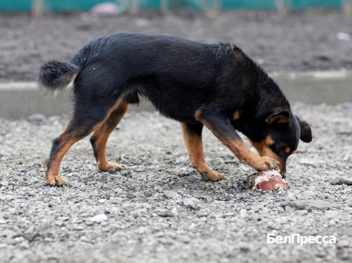 Александр Бастрыкин запросил доклад о расследовании дела о нападении собак в Белгороде Александр Бастрыкин запросил доклад о расследовании дела о нападении собак в Белгороде
