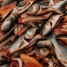 Один продукт вместо целого набора удобрений: садоводы открыли лайфхак с рыбными отдходами
