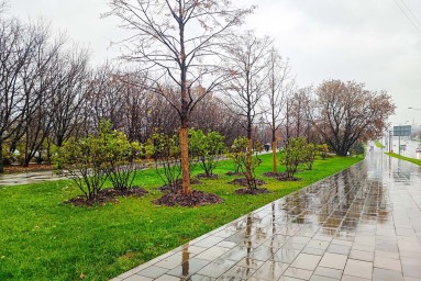 Липы и хвойные деревья украсят Щелковское шоссе и другие улицы ВАО