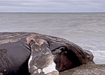 На берег Охотского моря на Камчатке выбросило кита