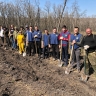 В Курской области высажено 66 тысяч молодых деревьев в рамках лесовосстановительных работ
