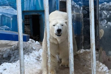 Из-за жаркой погоды в новый Пермский зоопарк не могут перевезти белых медведей