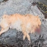 Стая хаски на самовыгуле с элитной базы отдыха загрызла шпица на Сахалине