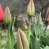 Невероятное зрелище: в Астраханской области зацвели тюльпаны Шренка