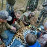 Уссурийский заповедник обзавёлся третьим Leo за эту осень