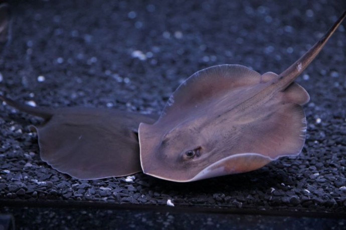 Близнецы-хвостоколы: как в Приморском океанариуме появились скаты-клоны Близнецы-хвостоколы: как в Приморском океанариуме появились скаты-клоны