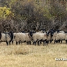 Бяшки кучерявые. Почему овец вейделевского фермера видно издалека