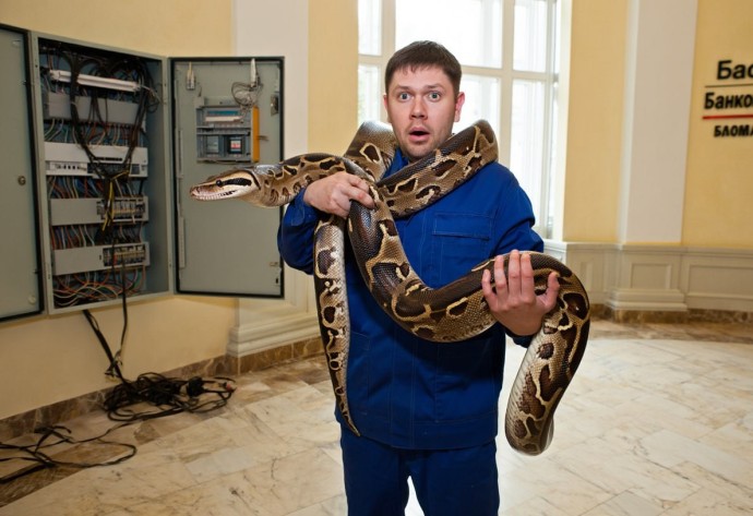 В Кирове обнаружили двухметровую змею в стене