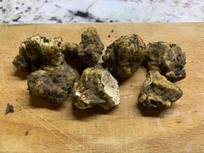 Иркутские биологи впервые обнаружили в России итальянский трюфель