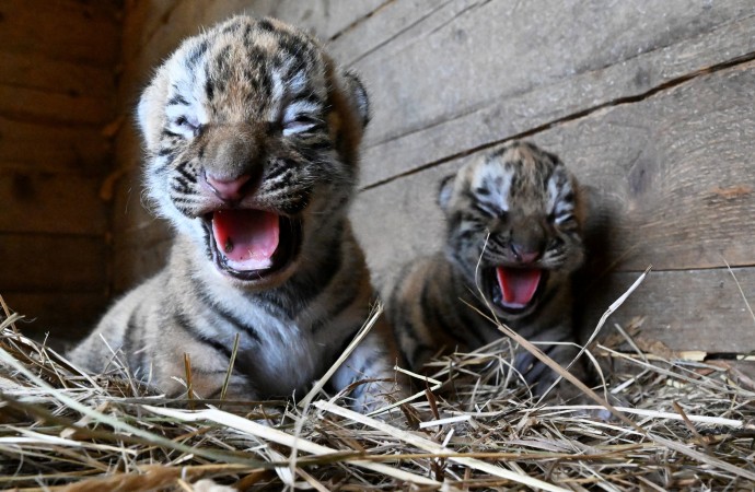 В Московском зоопарке родились два амурских тигренка