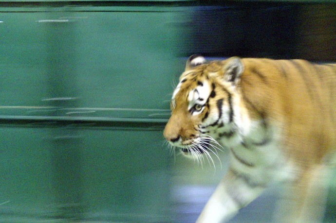 Тигр вновь атаковал машину с наблюдателями в Приморье Тигр вновь атаковал машину с наблюдателями в Приморье