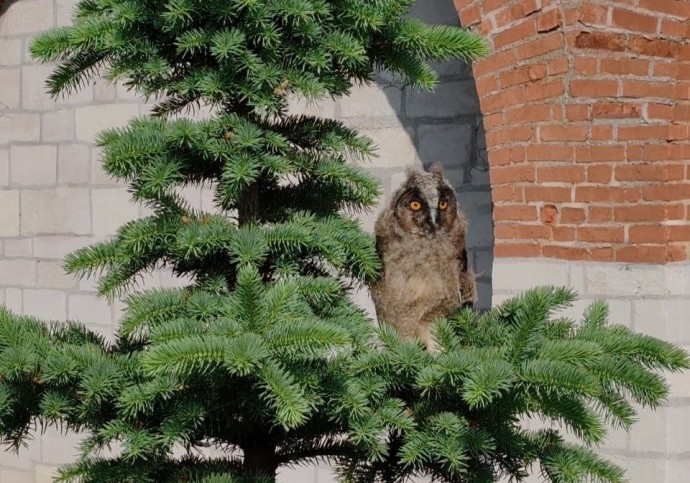 В Тульском кремле заметили птенца ушастой совы В Тульском кремле заметили птенца ушастой совы