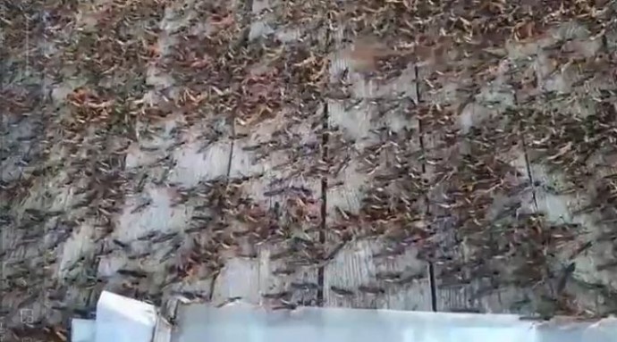 Саранча атакует сельские районы в Астраханской области