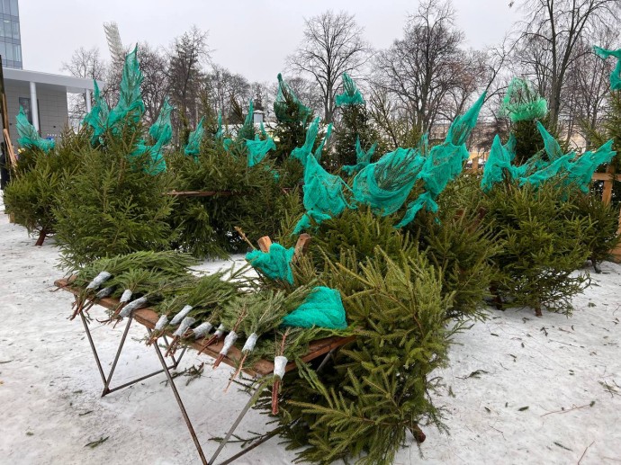 В Ярославле откроют 16 елочных базаров