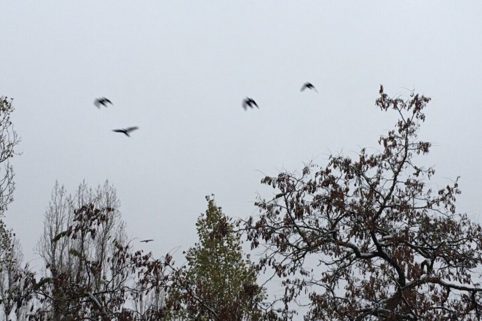 В ночь на 5 ноября в Воронежской области уничтожили 11 БПЛА В ночь на 5 ноября в Воронежской области уничтожили 11 БПЛА