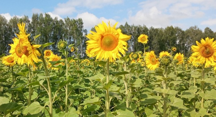 В Башкирии дали приятный прогноз на ближайшие недели В Башкирии дали приятный прогноз на ближайшие недели