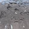 В Башкирском заповеднике подсчитали бурых медведей