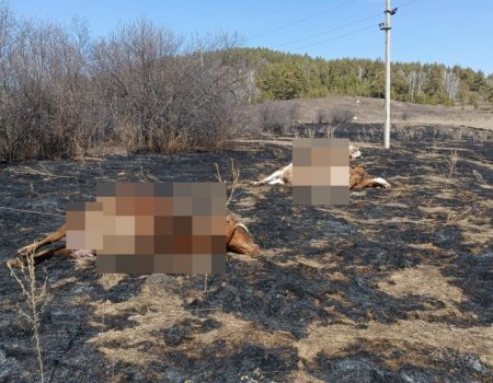 В Башкирии несколько коров убило током