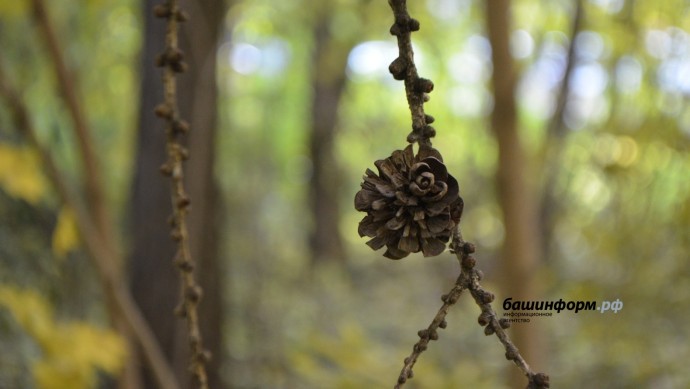 В Башкирии прогнозируются заморозки и порывистый ветер В Башкирии прогнозируются заморозки и порывистый ветер