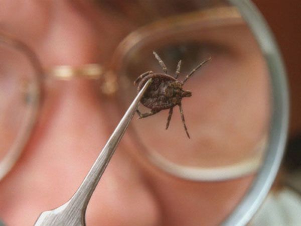 В Ярославской области за неделю от укусов клещей пострадали 240 человек
