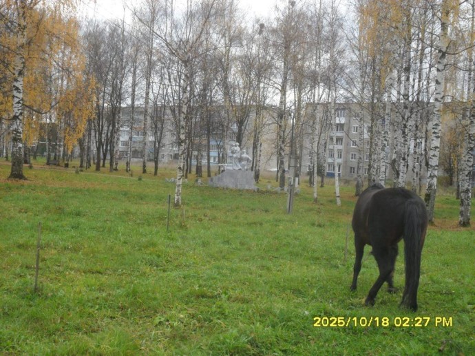 Костромской конь поедает и вытаптывает деревья, посаженные в память о ветеранах войны Костромской конь поедает и вытаптывает деревья, посаженные в память о ветеранах войны