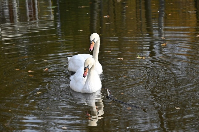 Серпуховские любимцы Стеша и Стёпа отправились на зимовку