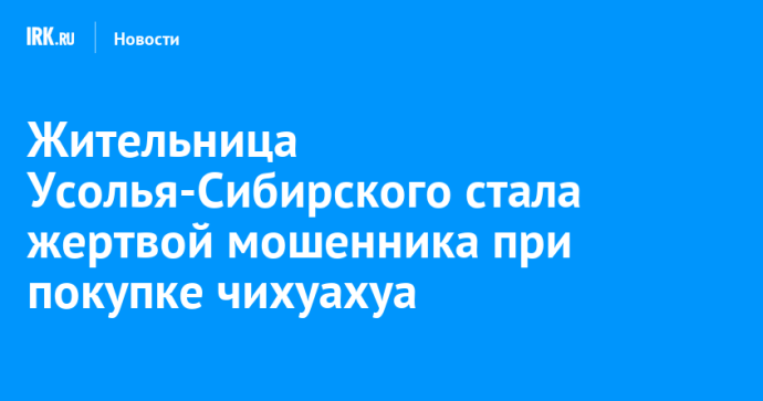 Жительница Усолья-Сибирского стала жертвой мошенника при покупке чихуахуа