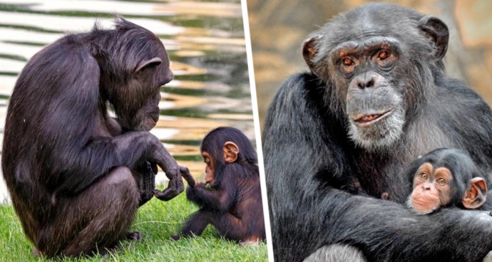 Прогулка по пляжам Паттайи: Пляж Пратумнак (Кози Бич) – живописный вид, обезьяны и спокойствие Прогулка по пляжам Паттайи: Пляж Пратумнак (Кози Бич) – живописный вид, обезьяны и спокойствие