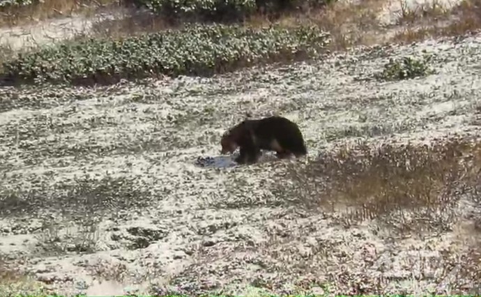 "Готовимся ко сну": зевающего медведя сняли на видео на Курилах