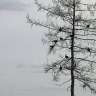 В Приамурье тетерева открыли сезон токования