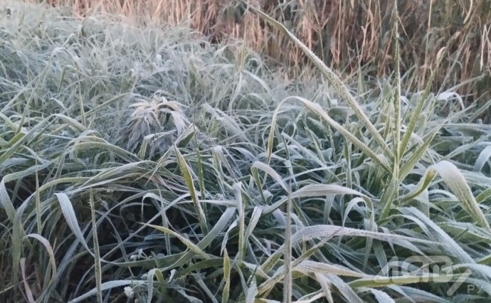 Первые заморозки ударили по югу Сахалина