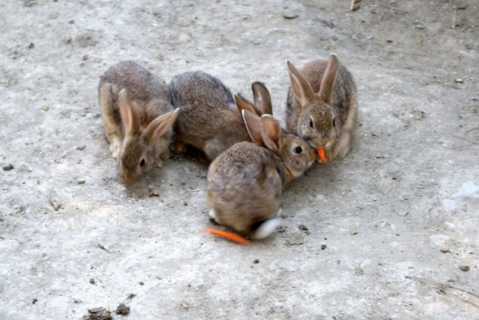 В Пензенской области проверили сотни заявлений о нарушении ветзаконодательства