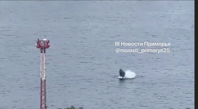 «Может, имя дадим? Тихон, например»: горбатый кит пристрастился к бухте Золотой Рог «Может, имя дадим? Тихон, например»: горбатый кит пристрастился к бухте Золотой Рог