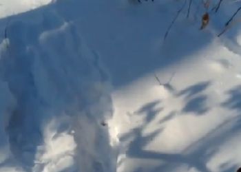 Неудачную охоту рыси показали в Хинганском заповеднике Приамурья