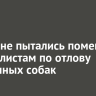 Иркутяне пытались помешать специалистам по отлову бездомных собак