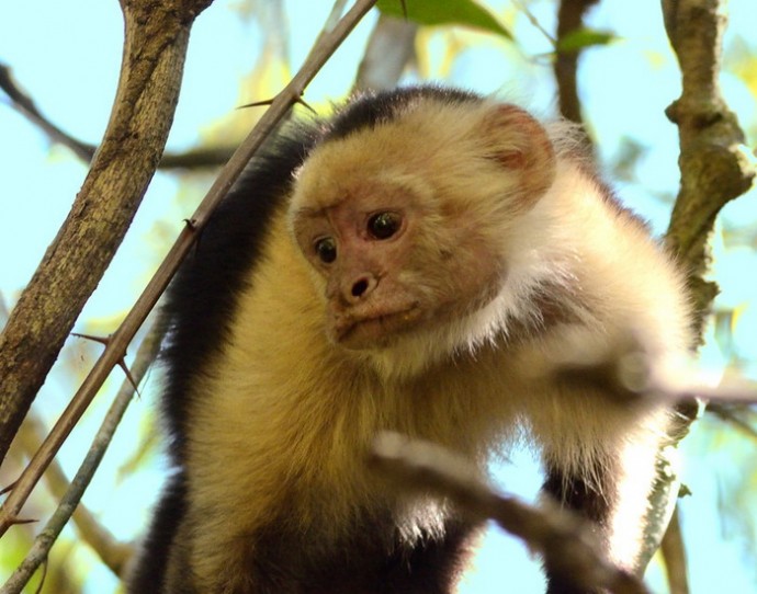 Капуцины зачем-то крадут чужих детёнышей