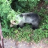 Костромич догонял медведя в лесу, чтобы поздороваться