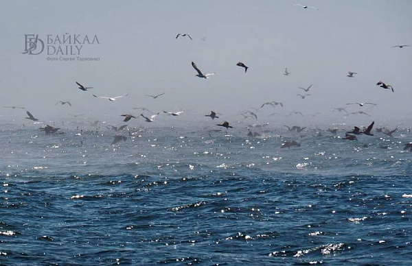 В заповеднике Бурятии рассказали об осеннем пролёте птиц В заповеднике Бурятии рассказали об осеннем пролёте птиц