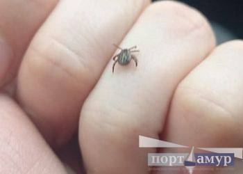 В Приамурье зафиксировали первые случаи укусов клещей