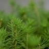 Дмитрий Патрушев: Россия полностью обеспечена собственным лесосеменным материалом на текущий год