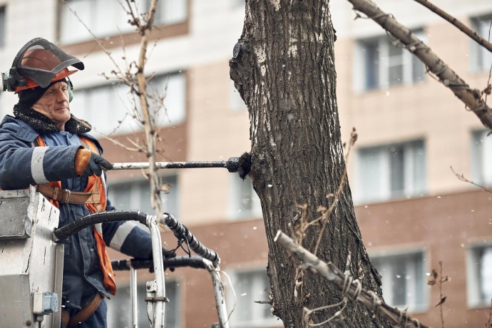 В столице начали омолаживающую и формовочную обрезку деревьев