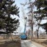 Формовочную обрезку деревьев проводят в Иркутске