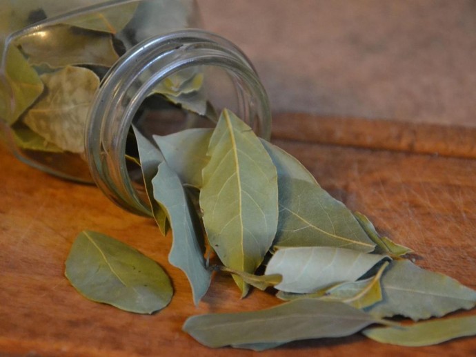 Комары сдадутся первыми: секрет натурального оружия против назойливых гостей Комары сдадутся первыми: секрет натурального оружия против назойливых гостей