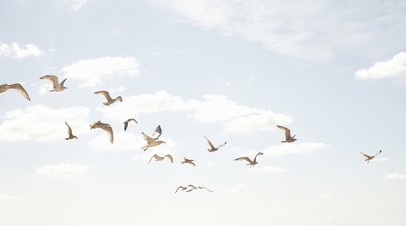 Самолёт «Уральских авиалиний» столкнулся с птицей в аэропорту Иркутска