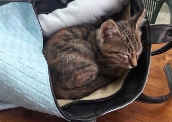 Ракам день принесет начало нового романа, у Стрельцов случится приступом бурной деятельности